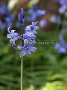 Bluebell