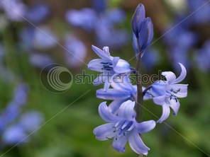 Bluebell