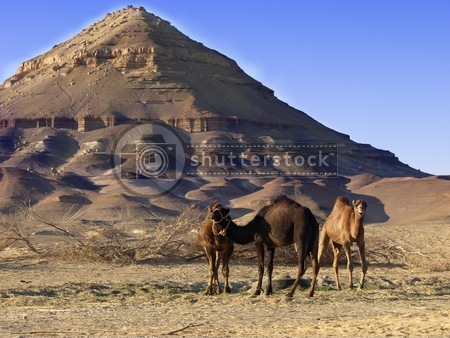 Camels