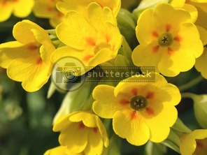 Cowslip