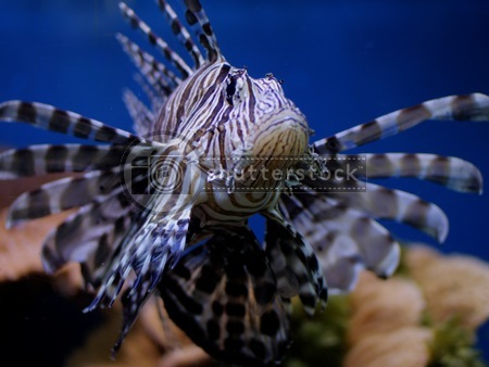 Lionfish