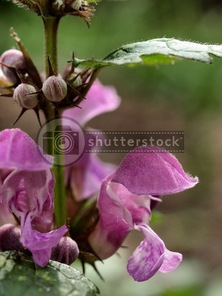 Spotted Dead Nettle