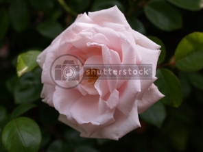 Rose 2