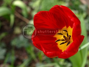 Tulip